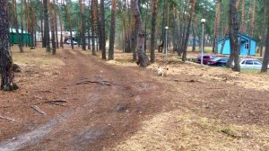 ГДЕ ПРИОБРЕСТИ ЩЕНКА ВЕЛЬШ КОРГИ ПЕМБРОК?