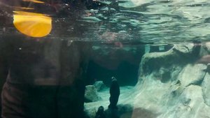 Морской Парк в Абу Даби 2023 | КУДА СХОДИТЬ С ДЕТЬМИ В ОАЭ