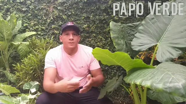 Alocasia Orelha- de- Elefante ; Reenvasamento Dicas e Cuidados смотреть онлайн