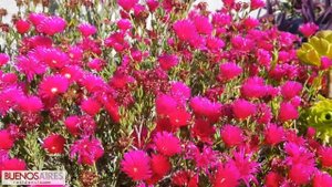 LAMPRANTHUS ROSADO Full HD