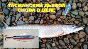 "ТАСМАНСКИЙ ДЬЯВОЛ" СНОВА В ДЕЛЕ!