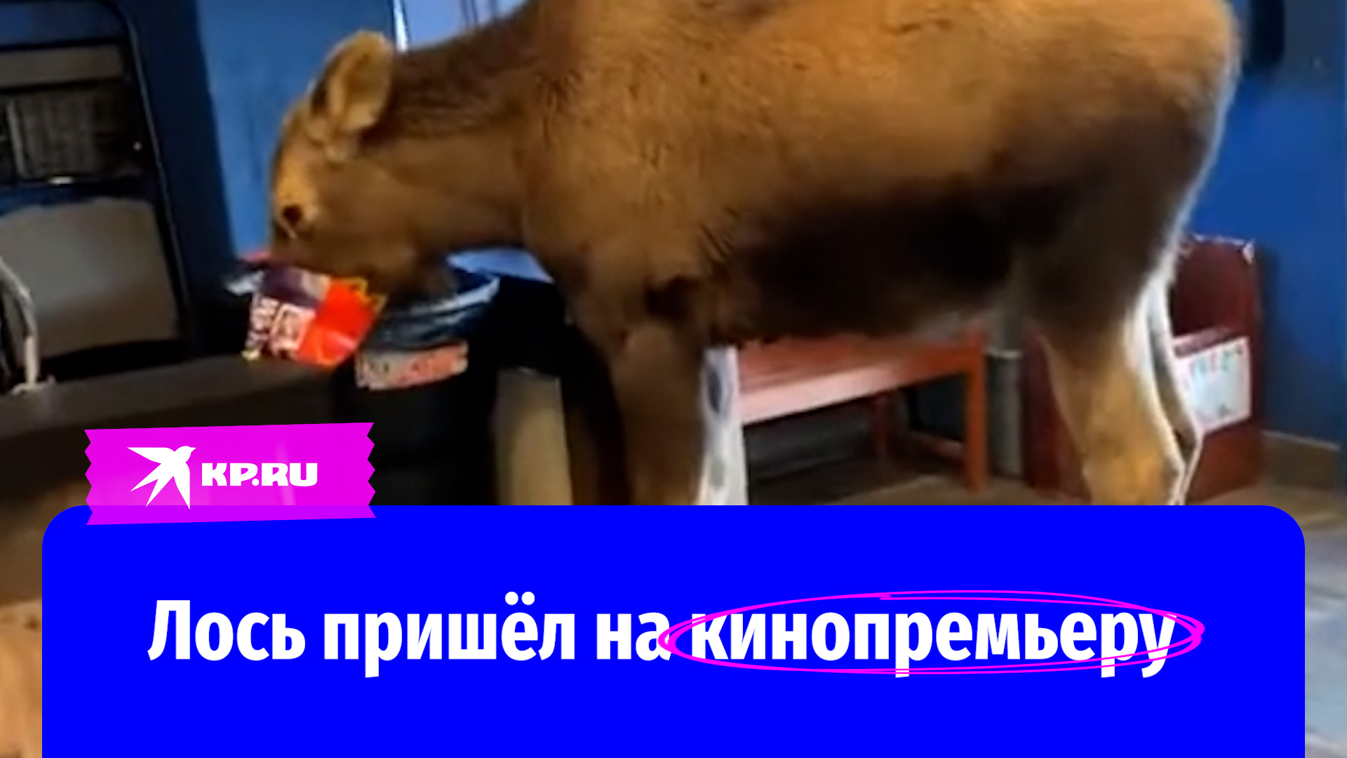 Лось пришел в кинотеатр и полакомился попкорном