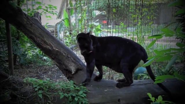 Гигантские Змеи Против Больших Котов смотреть онлайн