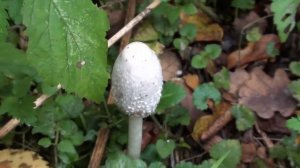 Чернильный гриб.