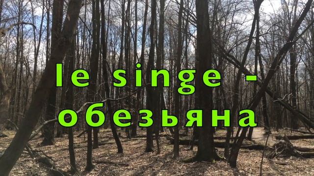 Животные на французском. Des animaux. Уроки на природе под пение птиц. Французский для детей. смотреть онлайн