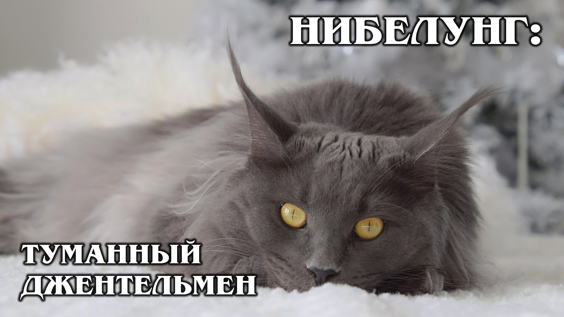 НИБЕЛУНГ: Родственник русской голубой кошки | Интересные факты про кошек и животных | Породы кошек
