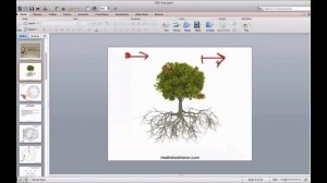 Денежное дерево Владимир Захаров - эксперт фэншуй