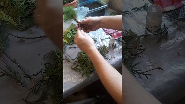 РАЗМНОЖЕНИЕ ХВОЙНЫХ 💥