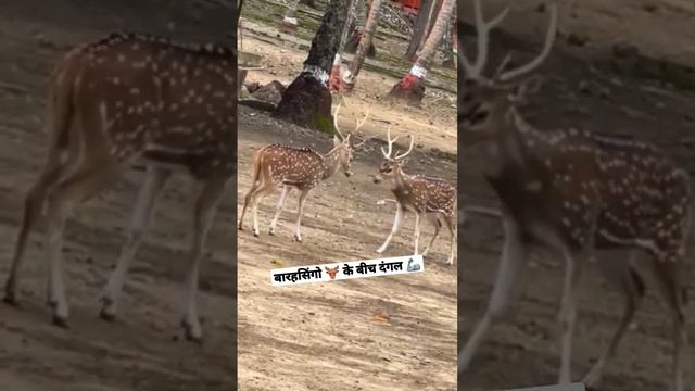 बारहसिंगो के बीच हुई दंगल🦌| Riot between reindeer | Zoo Delhi | Fight of Deers | Journey with ammy