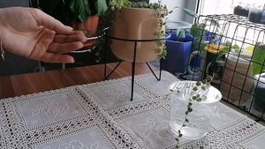 Пеперомия прострата ?Черенкование?