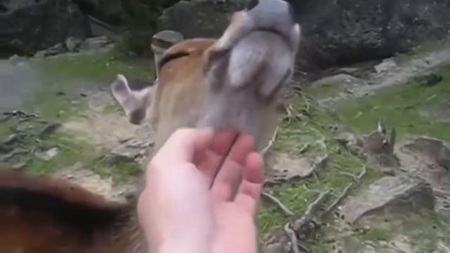 Любовь животных не знает границ/Интересные видео с животными 2016 смотреть онлайн