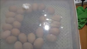 Джерсийский гигант . цыплята.