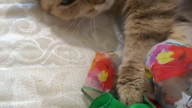 Цветные сны)) Кошка Ромашка. смотреть онлайн