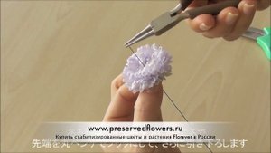 Стабилизированные особые цветы - Астры  Florever