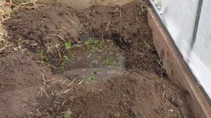 ПОСАДКА ДЫНИ В ТЕПЛИЦУ И ОТКРЫТЫЙ ГРУНТ..УХОД И ПОЛИВЫ..ЧТО ПОЛОЖИТЬ В ЛУНКУ..