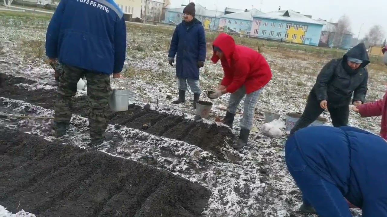 Подзимние посевы в базилевке. Трудотерапия. Лечимся трудом