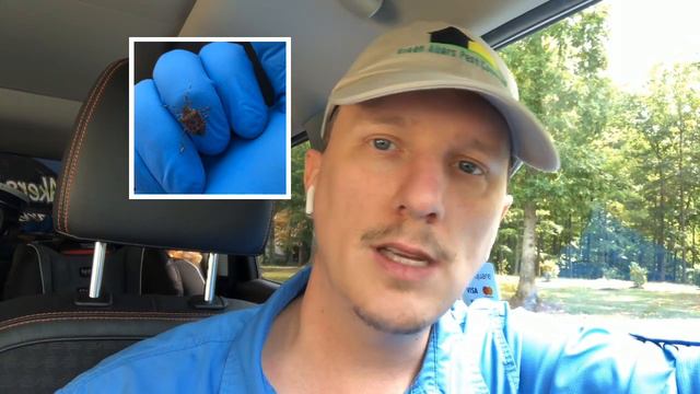 STINK BUGS! - What are stink bugs? Where do Stink bugs come from and why are stink bugs in my house смотреть онлайн