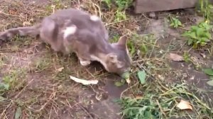 Кошка ест огурцы с грядки