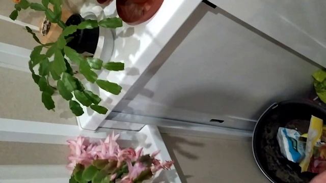 Мои декабристы. Цветение и завязь. смотреть онлайн