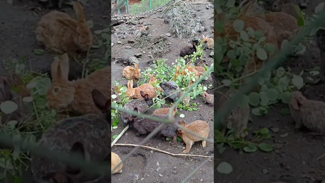 милые кролики смотреть онлайн