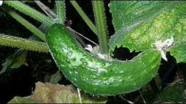 Если огурцы скривились. Спасаем урожай смотреть онлайн