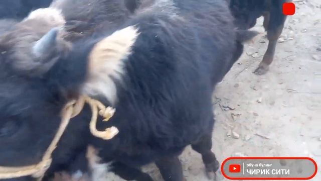 Чирик сити жума бозори 2 декабря 2022 г.@Biogumus_shahritus смотреть онлайн