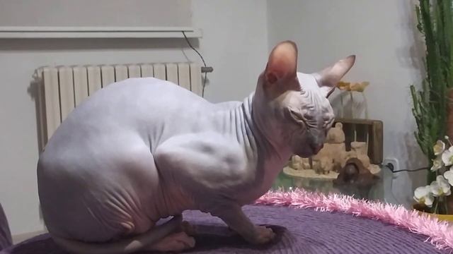 Сфинкс замёрз