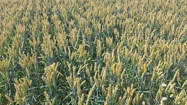 Озимая пшеница "Эмиль". 2023.КВС.КФХ " Терра Ностра ". смотреть онлайн