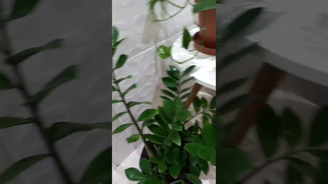 Perfeita essa planta Zamioculca