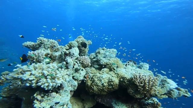 Дайвинг на дальнем юге Красного моря. Команда дайв-центра KATRAN (short version) смотреть онлайн