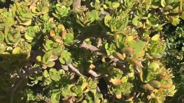 Цены на продукты в Израиле. Про технику безопасности и зимнюю погоду. смотреть онлайн