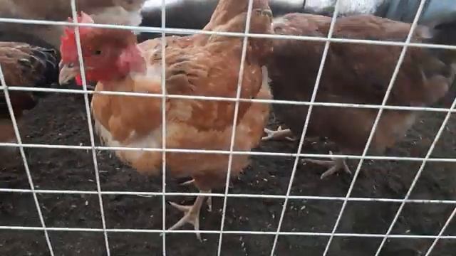 ?КАКУЮ ВЫБРАТЬ ПОРОДУ КУР#КУРОЧКИ#ЗЕМЛЕДЕЛИЕ...