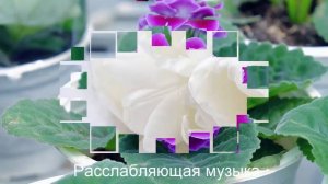 Весна со скрипкой и фортепиано Отличная музыка для души Сергей Чекалин#1