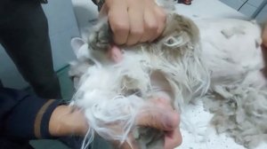 Как мы подстригали кота. И что из этого получилось. Невская маскарадная.