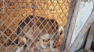 ГИГАНТСКИЙ Кавказский Волкодав Каплан. сын Чемпиона Кавказа Акбара от дочери ЧМ Чингизхан(Лимузин)