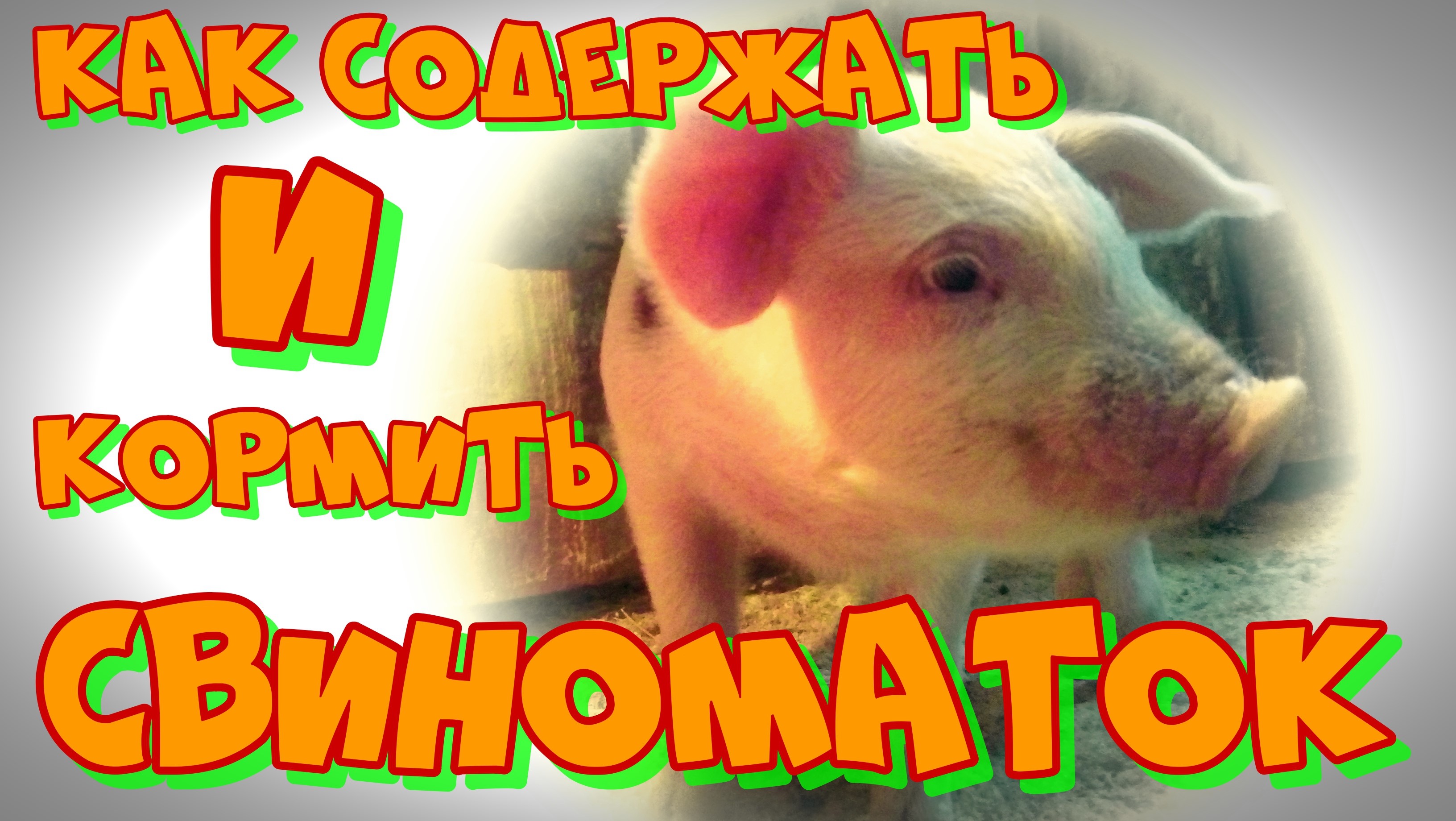 СЛУЧКА СВИНЕЙ | КАК СОДЕРЖИМ СВИНОМАТОК | ОБЗОР СВИНАРНИКА