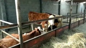 супер тёлки герефорд на откорм