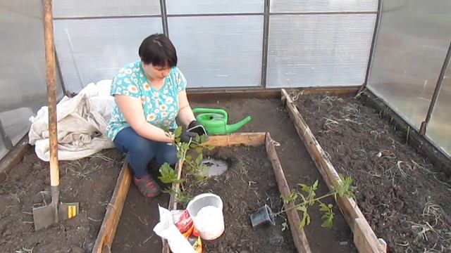 ВЫСАДКА ТОМАТОВ В ТЕПЛИЦУ ПЕРВЫЙ СПОСОБ смотреть онлайн