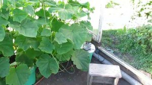 Огурцы на гидропонике 1.4 (cucumbers hydroponically)