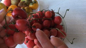ТОМАТ ЧЕРРИ ВИШЕНКА РОЗОВАЯ!