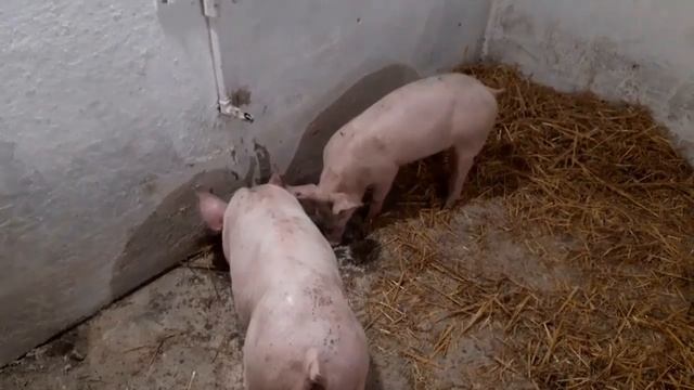С.С.А//свиньи,поросята,переганяю на одкорм//от опороса до опороса//поросята петрен-дюрок + ф-1// смотреть онлайн