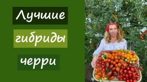 Лучшие гибриды черри 2021