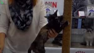 Ориентальная КОШКА ОРИЕНТАЛ - Общительная Восточная КРАСАВИЦА | Породы КОШЕК