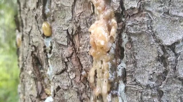 Еловая живица: чем она отличается от сосновой и чем полезна смотреть онлайн