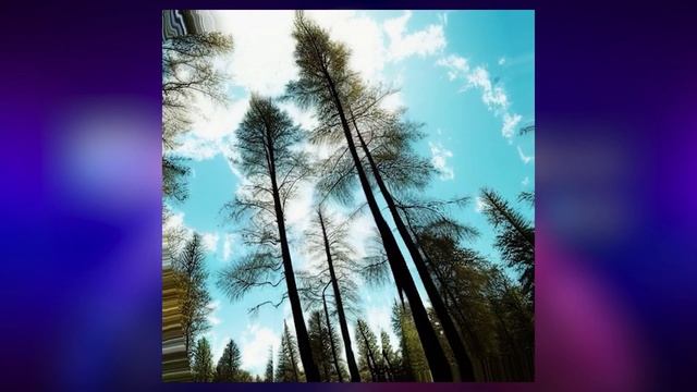 Deforum: Crea videos con AI en Automatic 1111 | TUTORIAL смотреть онлайн