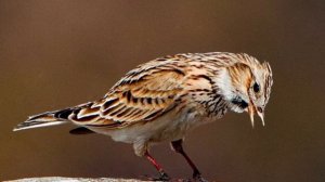 Полевой жаворонок, или обыкновенный полевой жаворонок (лат. Alauda arvensis)