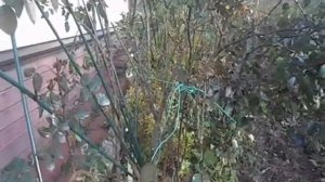 Осенняя укладка плетистой розы ЛАГУНА