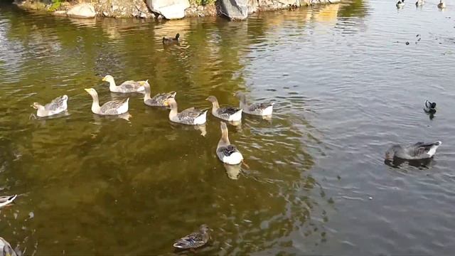 Яхт клуб Днепр кормление уток 5 смотреть онлайн