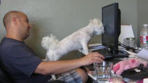 Poodle follows computer mouse pointer