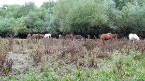 Дикий табун лошадей в Кавказских лесах
